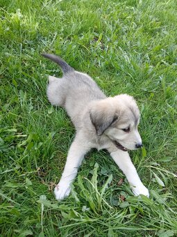 Čuvač a.kangal - 4