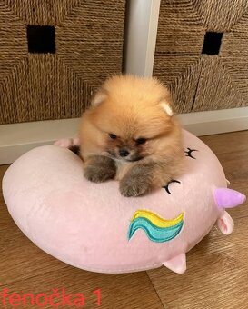 Pomeranian mini Boo - 4