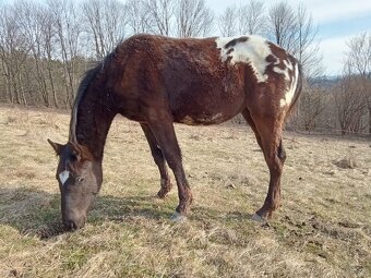 Roční appaloosa klisna - 4