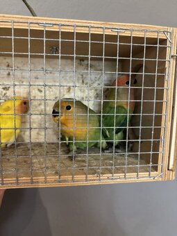 Predám agapornis - 4