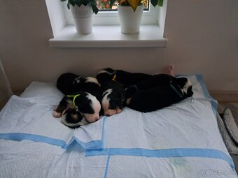 Bernský salašnícky pes🐶 - 4