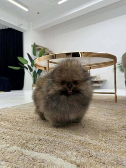Pomeranian mini - 4