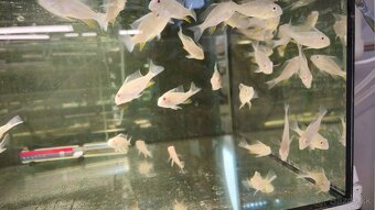 Akara Heckelli albino ,Heckeli - 4