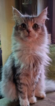 Mix Maine coon - 4