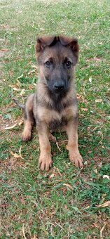 Predám šteniatka fenky  nemeckého ovčiaka - 4