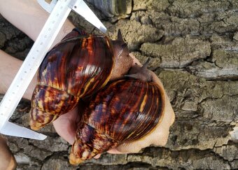 Africké slimáky Archachatina marginata ovum XXL / Achatina - 4