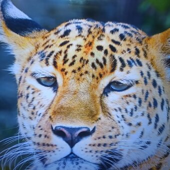 Thomson 4k 55 led lcd tv - 4