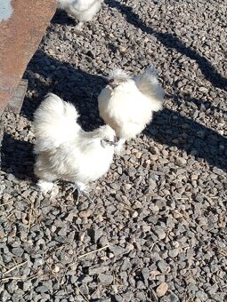 Kohút hodvabničky - 4