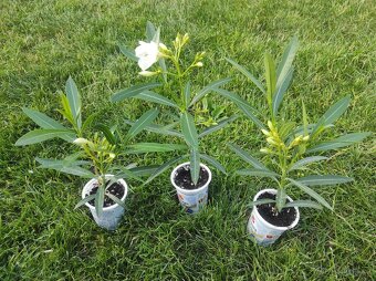 OLEANDER - 4