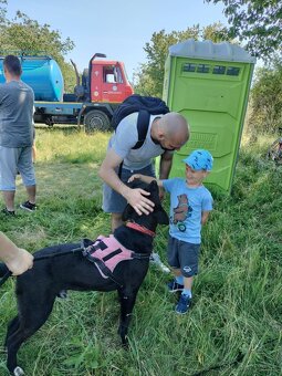 Darujem super rodinného psa - labrador mix doga - 4