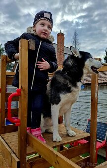 Husky darujem - 4