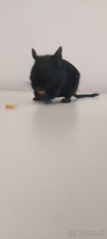 Osmak degu čierne - 4