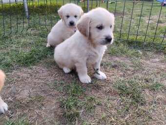 Zlatý retriever - 4