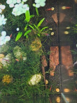 Predám 100l a 30l akvarium s prislusenstvom - 4