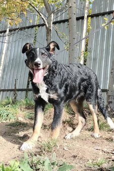 Darujem aktívne kučeravé šteniatko - mix border kólia - 4