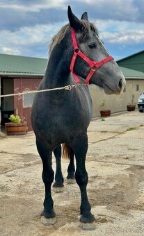 Predám kobylu - percheron na predaj - 4