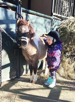 Predám žrebčeka Shetland - 4