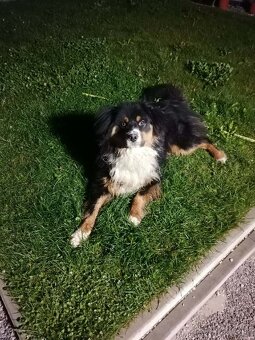 Austrálsky ovčiak - 4