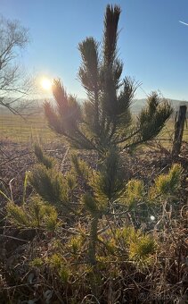 Sibírsky Céder / Pinus Sibirica Stromčeky - 4