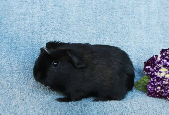 Morča, morčiatka - crested s rodokmeňom z CHS - 4