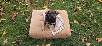 Darujem steniatko - 4