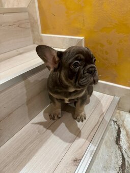 Francúzky buldoček bulldog buldog - 4