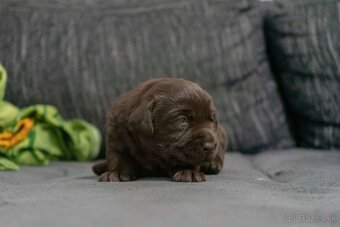Čokoládové šteniatka labrador retriever s PP - 4