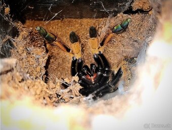 Pavúk, Vtáčkar , Tarantula , Stromatopelma Calceatum - 4