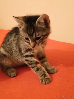 Darujem mačiatka - 4