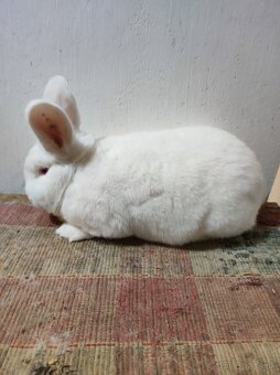 Novozélandský biely - predaj - 4