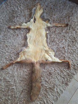 Kožušina líška - 4