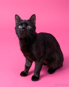 Drobučká mačička Zina - 4