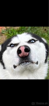 Darujem psa huskyho - 4