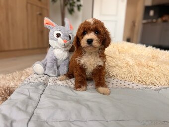 Roztomilé šteniatka Cavapoo - 4