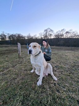 Stredoázijský ovčiak - 4