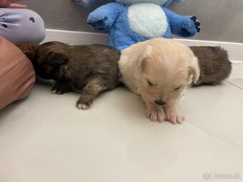 Šteniatka maltipoo - 4