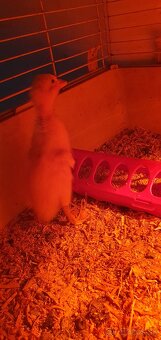 Indické bežce, indický bežec , kačka, kačky - 4