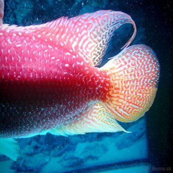 Flowerhorn - 4
