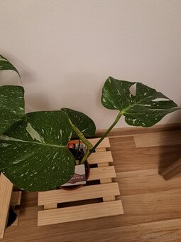 Monstera thai constellation - 4