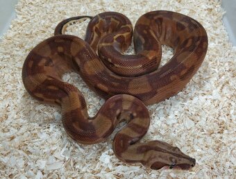 Boa imperator - Keltic VPI Sunglow, Aztec VPI Sunglow - 4