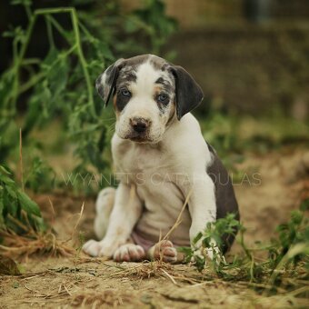 Louisianský leopardí pes – Louisiana Catahoula s PP - 4