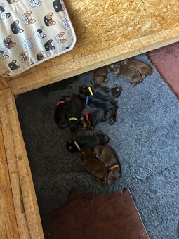 Doberman štenaitka - 4