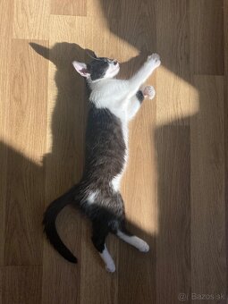 Darujem mačičku, pol ročnú - 4