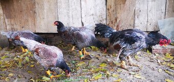 Rezervovane. Predám, vymenim indické Bojovnice - 4