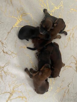 Predám šteniatka Yorkšira - 4