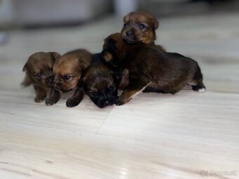 Predám šteniatka Yorkšira - 4