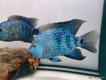 ‼️TOP RYBY ‼️ - 4