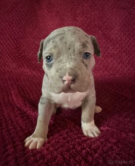 Prodej štěňat American Bully Teplice - 4