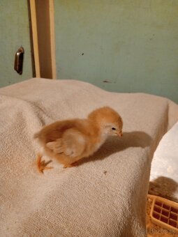 Hempšír kuriatka - 4