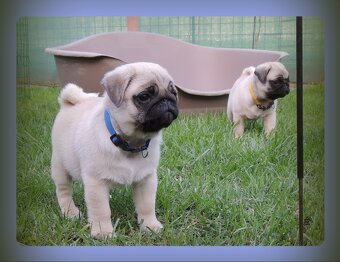 MOPS s PP.FCI. - 4